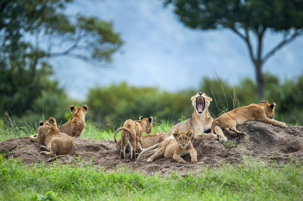 Lioness with cubs