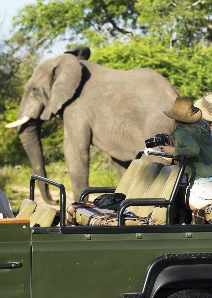 Elephant on game drive