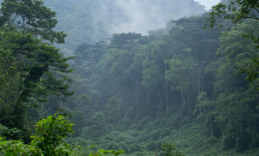 3 Days Uganda Mountain Gorilla Trekking Safari