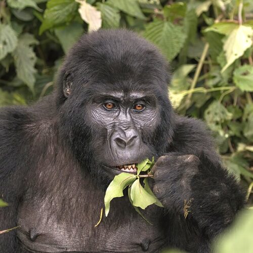 14 Days Uganda-Rwanda Safari (Wildlife, Gorilla Trekking & Culture Tour)